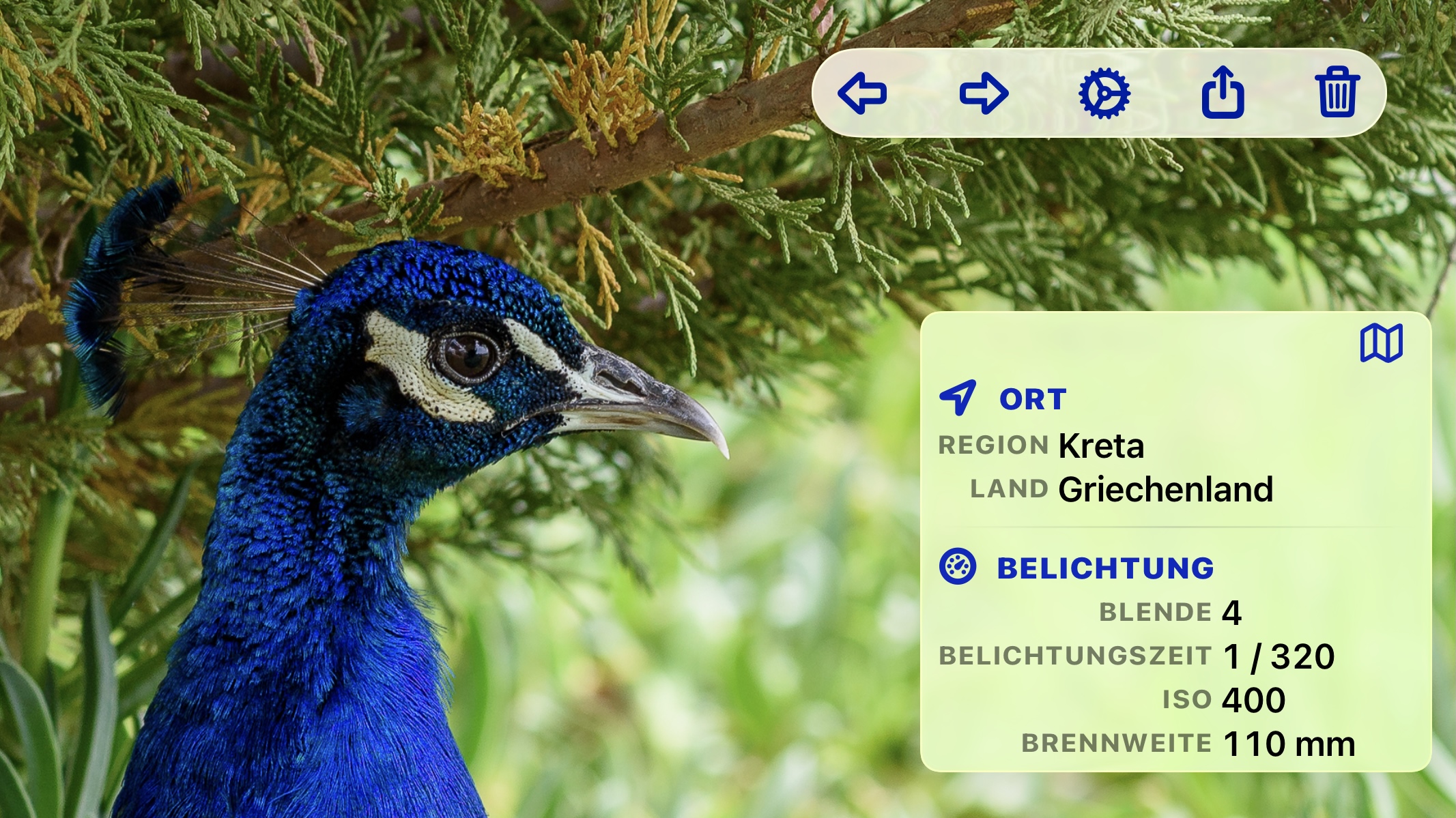Ein Pfau in Nahaufnahme vor einer Konifere, im Vollbild in PhotoView, mit der Symbolleiste am oberen Rand und dem Metadaten-Overlay unten rechts: Ort (Region Kreta, Land Griechenland) sowie Blende 4, Belichtungszeit 1/320, ISO 400 und 110 mm Brennweite