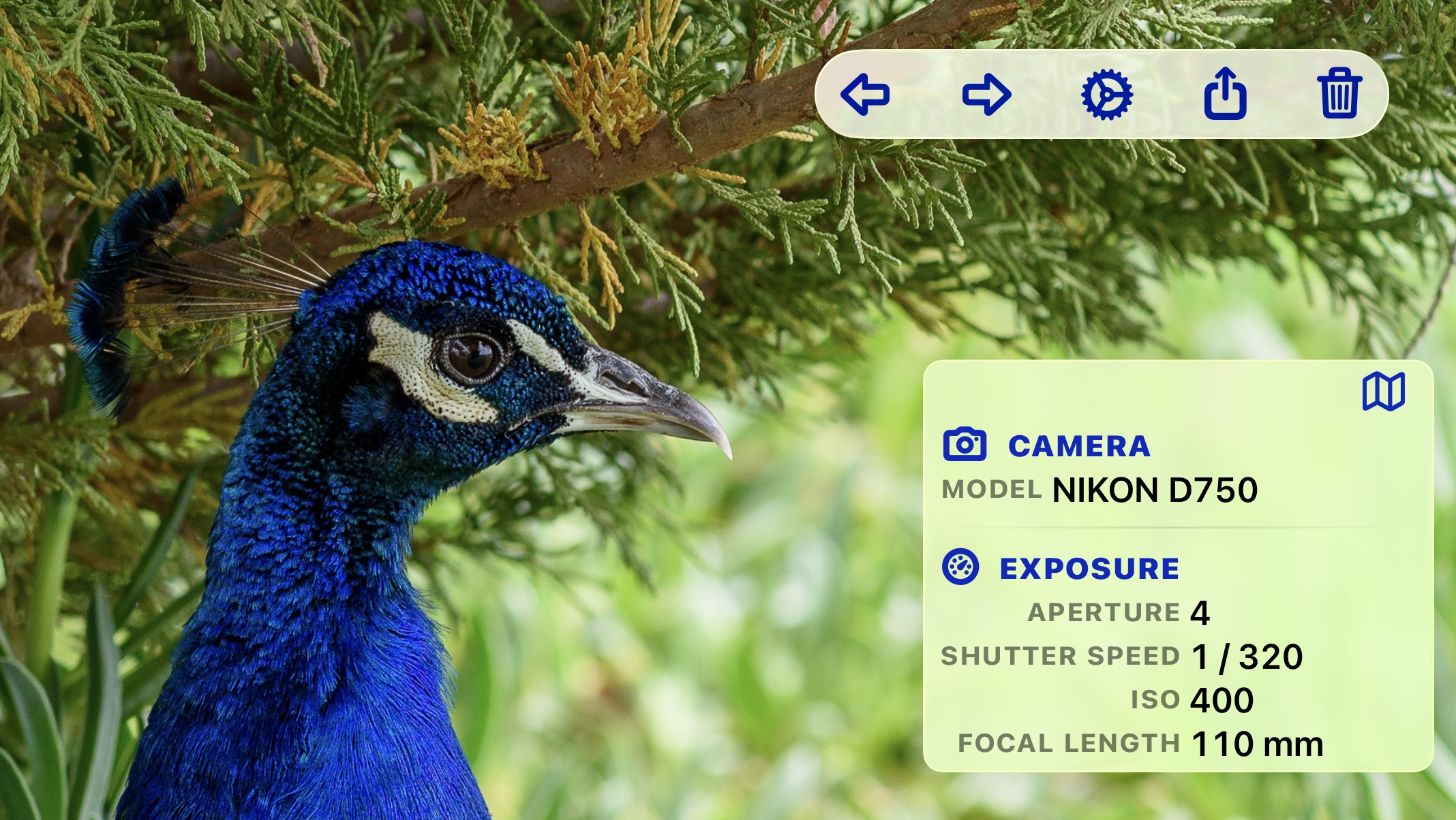 A peacock photographed close up in front of a conifer, shown full screen in PhotoView, with the toolbar along the top and the metadata overlay in the lower right listing the camera model Nikon D750, aperture 4, shutter speed 1/320, ISO 400 and a focal length of 110 mm
