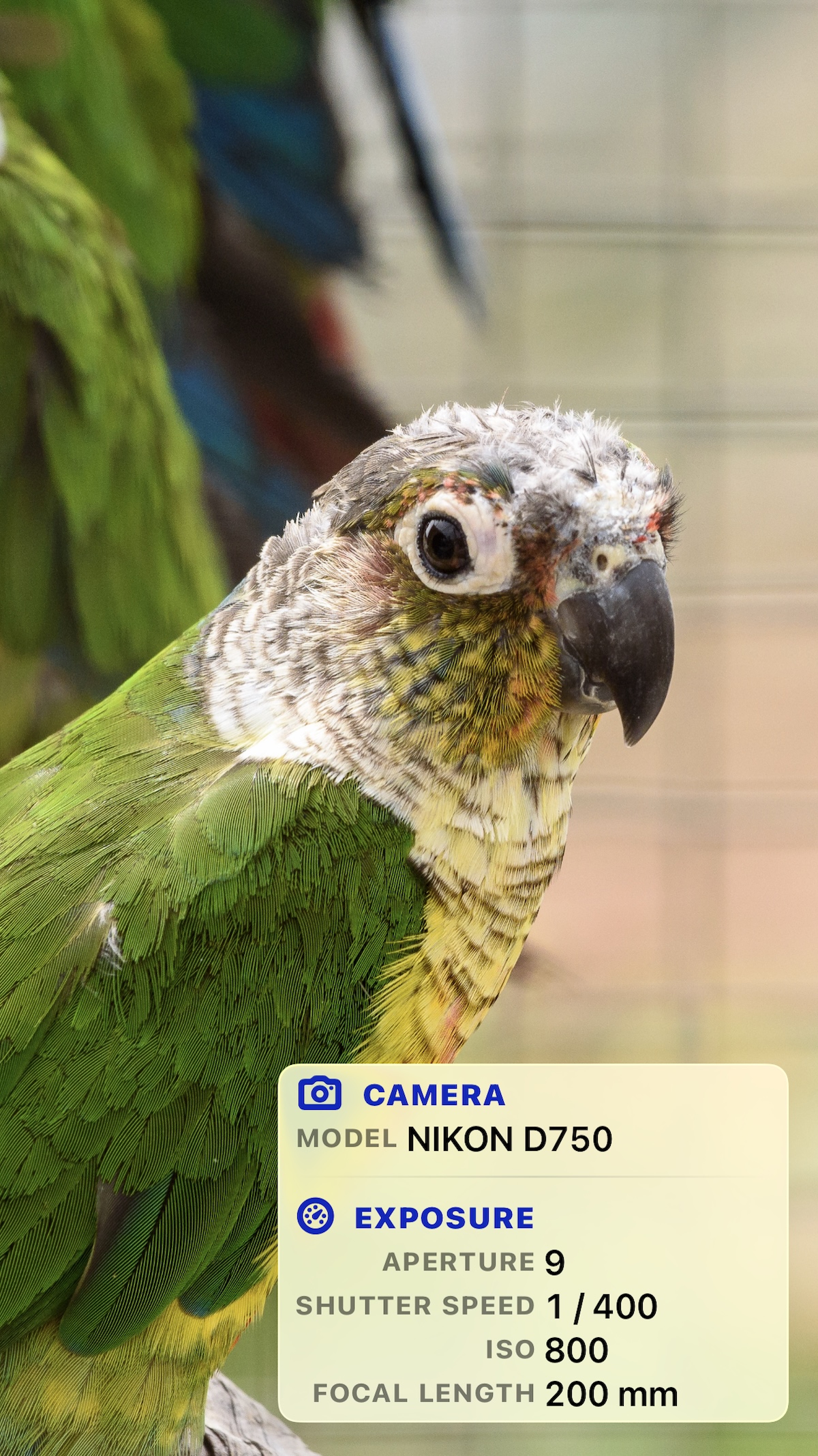 A small green parrot shown full screen in PhotoView with no toolbar, only the metadata overlay along the bottom listing the camera model Nikon D750, aperture 9, shutter speed 1/400, ISO 800 and a focal length of 200 mm