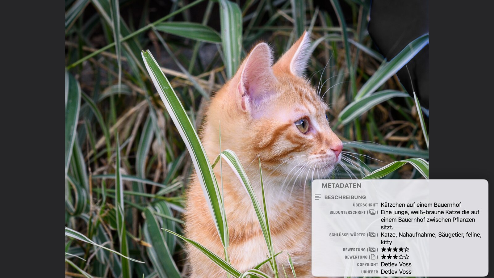 Ein rot getigertes K&auml;tzchen im Profil zwischen gestreiften Gr&auml;sern, vergr&ouml;&szlig;ert im Vollbild in PhotoView auf dem Mac, mit dem Metadaten-Overlay unten rechts: die Gruppe Beschreibung mit der &Uuml;berschrift K&auml;tzchen auf einem Bauernhof, einer Bildunterschrift, den Schl&uuml;sselw&ouml;rtern Katze, Nahaufnahme, S&auml;ugetier, feline, kitty und zwei Bewertungen, vier Sterne mit dem Symbol f&uuml;r Fotos und drei Sterne mit dem Symbol f&uuml;r die Datei