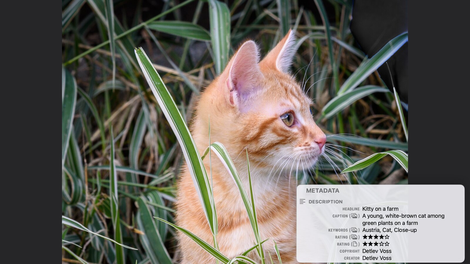 An orange tabby kitten in profile among striped grass, zoomed in full screen in PhotoView on the Mac, with the metadata overlay in the lower right showing the Description group: the headline Kitty on a farm, a caption, the keywords Austria, Cat, Close-up and two ratings, four stars marked with the Photos symbol and three stars marked with the file symbol