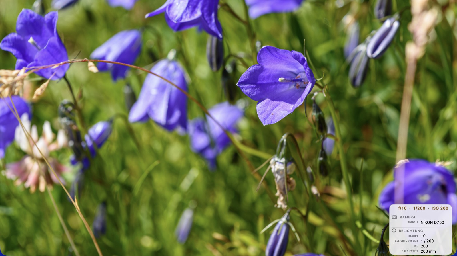 Eine violette Glockenblume scharf vor einer sommerlichen Wiese, dahinter weitere Glockenblumen unscharf, im Vollbild in PhotoView mit dem Metadaten-Overlay unten rechts: Kameramodell Nikon D750, Blende 10, Belichtungszeit 1/200, ISO 200 und 200 mm Brennweite