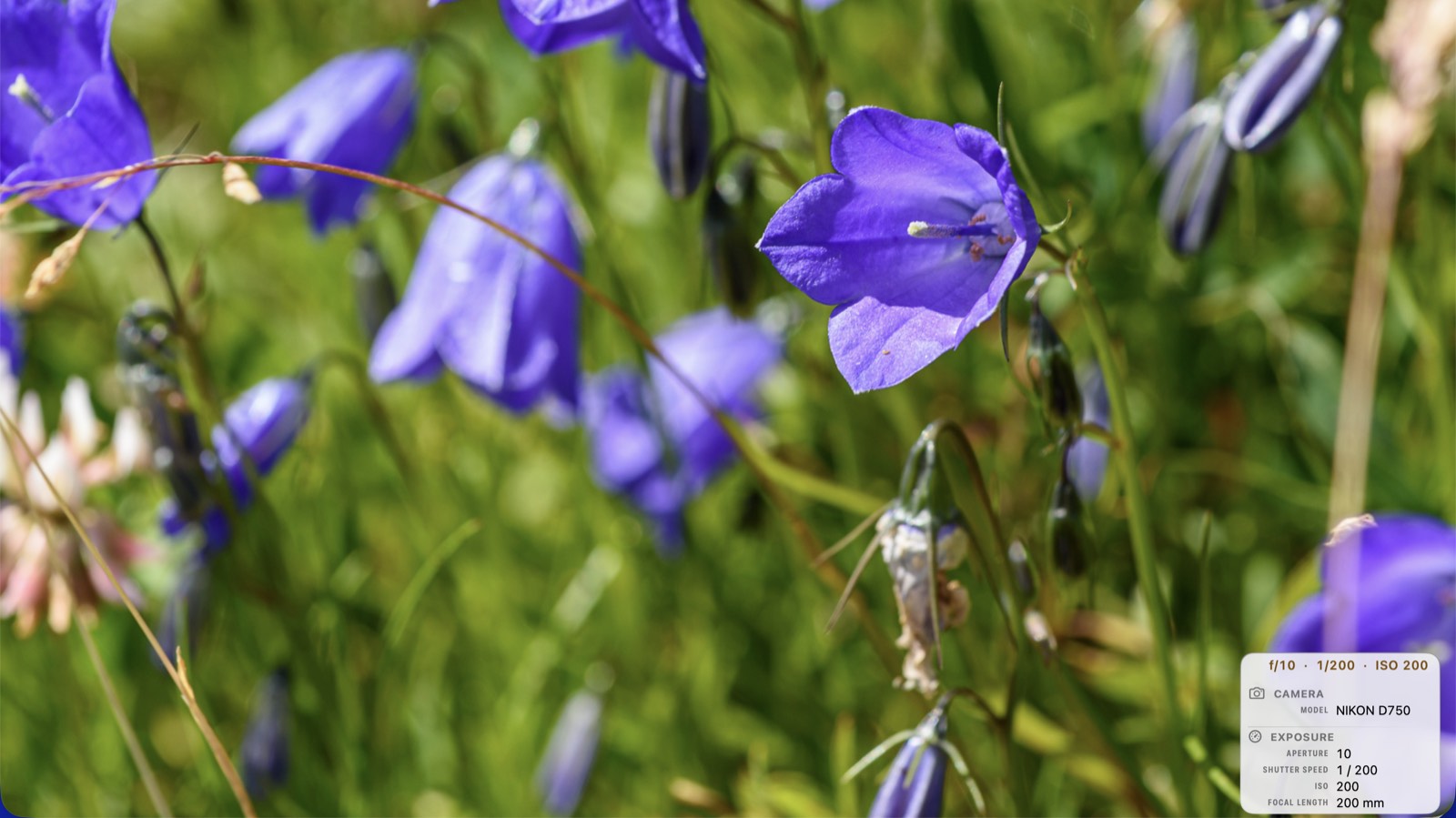 A purple harebell in sharp focus in a summer meadow, with more bellflowers blurred behind it, shown full screen in PhotoView with the metadata overlay in the lower right listing the camera model Nikon D750, aperture 10, shutter speed 1/200, ISO 200 and a focal length of 200 mm