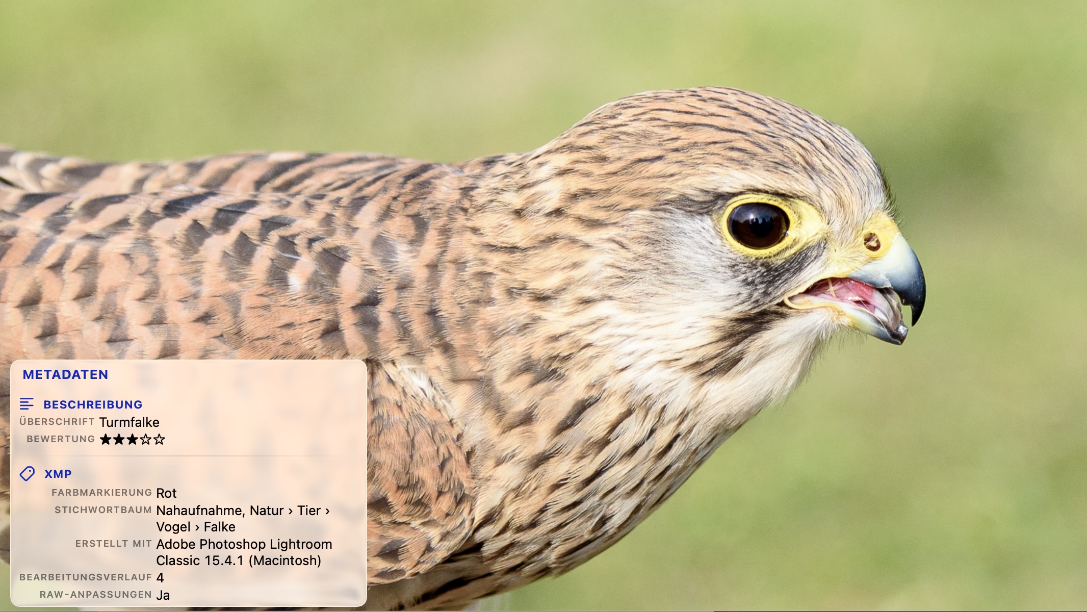 Ein Turmfalke in Nahaufnahme, im Vollbild in PhotoView, mit der Metadaten-Einblendung: &Uuml;berschrift, Sternebewertung, Farbmarkierung, Stichwortbaum, das schreibende Programm, die Anzahl der Bearbeitungsschritte und ein Hinweis auf RAW-Anpassungen