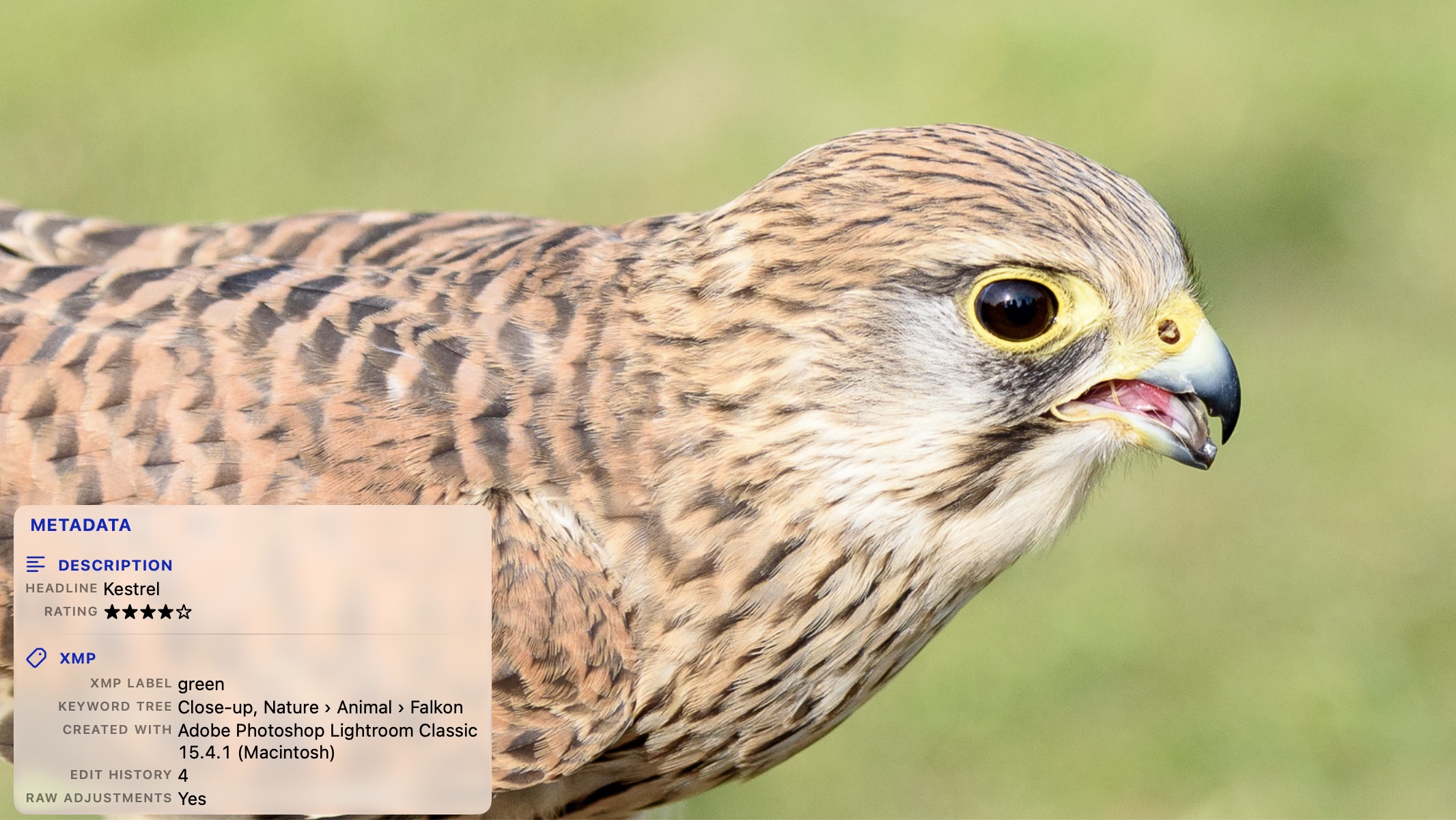 A kestrel photographed close up, shown full screen in PhotoView, with the metadata overlay listing the headline, a star rating, a color label, the keyword tree, the app that wrote the file, the edit-history count and a RAW-adjustments flag